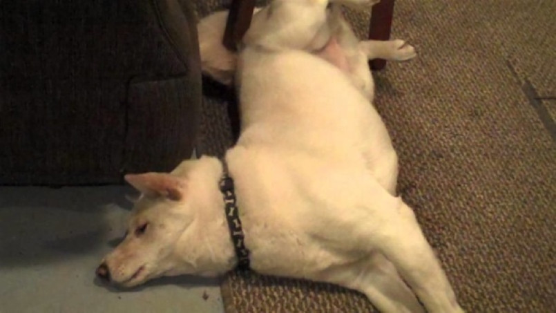 Chó thường xuyên run rẩy khi mắc bệnh co giật