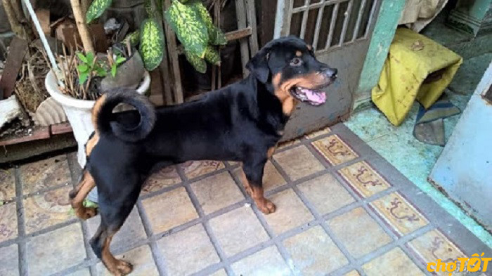 Hình ảnh một chú chó Rottweiler lai Phú Quốc