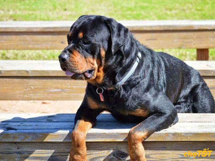 Hình ảnh một chú chó Rottweiler đang tương tác với con người, thể hiện tính cách tình cảm và thân thiện của chúng