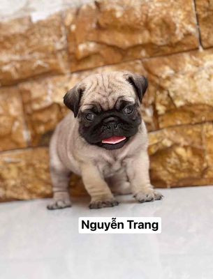 Chú chó Pug con mini với đôi chân ngắn và gương mặt xệ đáng yêu