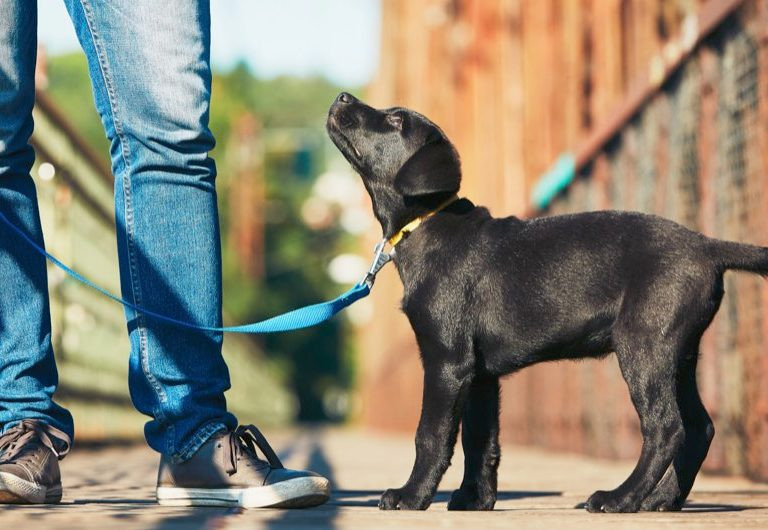 Cách tính tuổi chó theo tuổi người chuẩn xác.