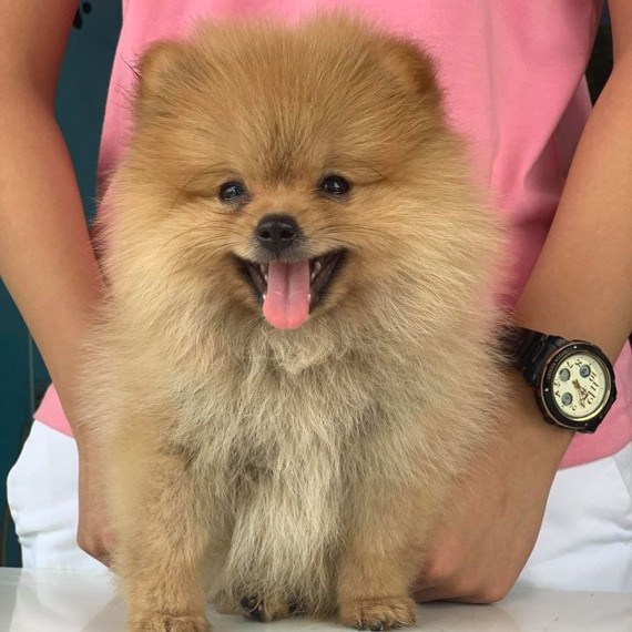 Bé Phốc Sóc mặt hớn với đôi mắt biểu cảm và bộ lông vàng óng