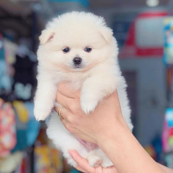 Bé Phốc Sóc trắng như cục bông gòn, đang chơi đùa tinh nghịch