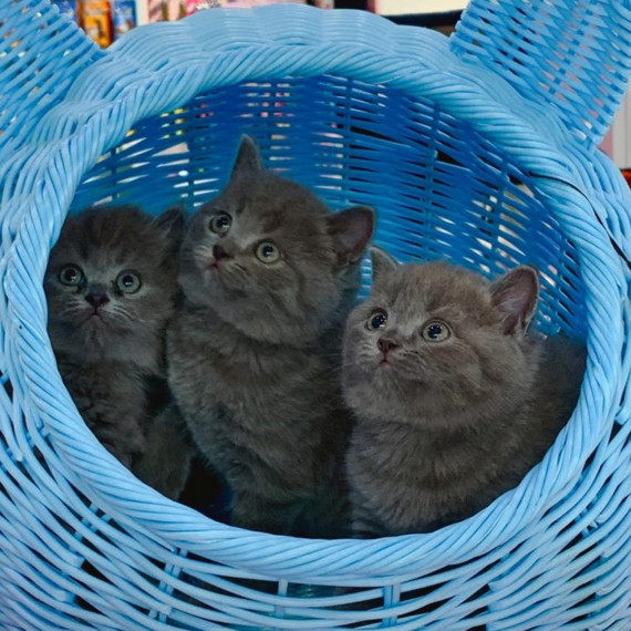 Đàn mèo Anh lông ngắn với bộ lông xám mượt mà đang chơi đùa