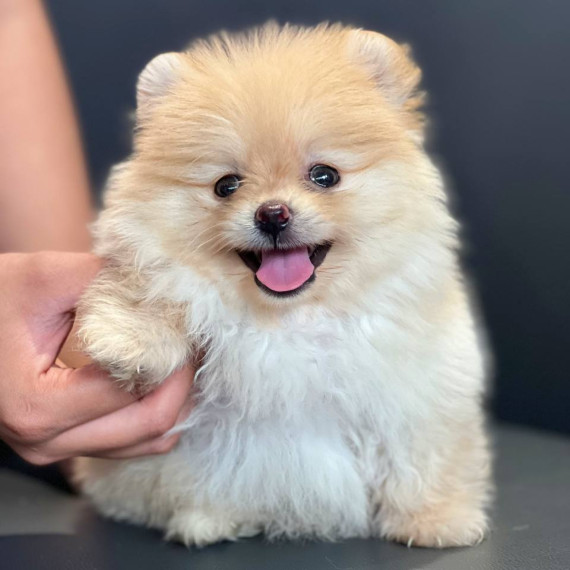 Phốc Sóc vàng xinh yêu, bộ lông bóng mượt và dáng vẻ hoạt bát