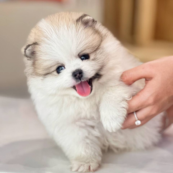 Phốc Sóc Party với sự kết hợp màu sắc độc đáo trên bộ lông