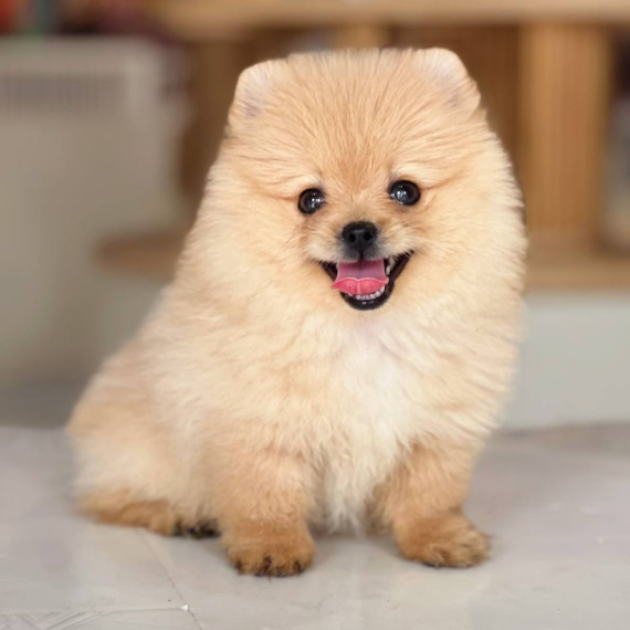 Phốc Sóc vàng đực xinh xắn, bộ lông mềm mượt và ánh mắt thân thiện