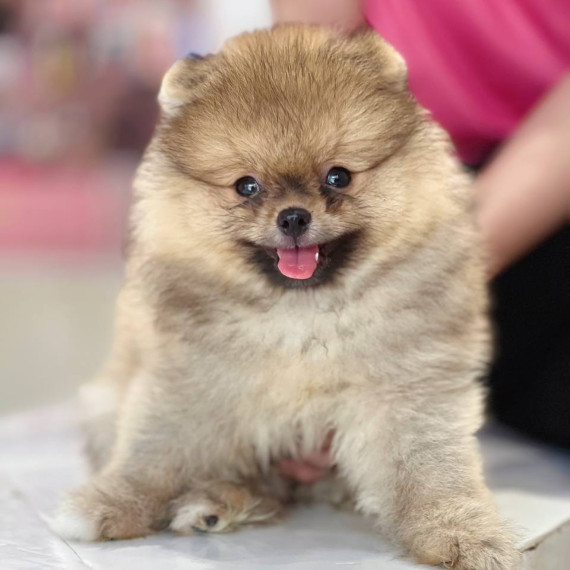 Phốc Sóc đực lanh lợi với đôi mắt tinh anh và bộ lông vàng cam