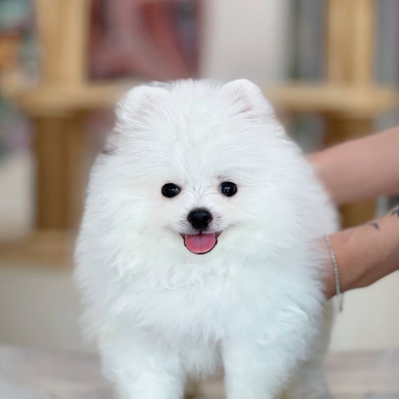 Phốc Sóc trắng cưng đang tạo dáng với vẻ mặt vui vẻ