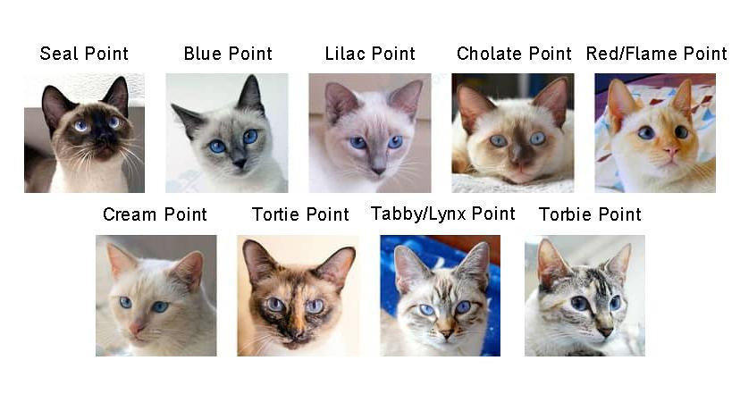 Một chú mèo Xiêm với điểm màu sẫm ở tai, mặt và chân