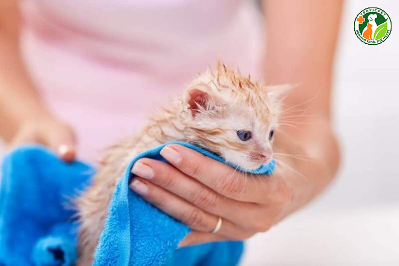 Dùng khăn mềm và nước ấm để lau sạch cơ thể của mèo con, giữ vệ sinh cho bé