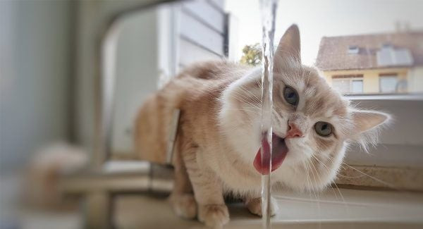 Mèo con uống nước từ bát