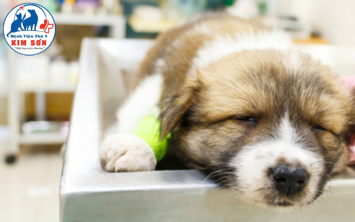 Chó con bị bệnh Parvo nằm lờ đờ, mệt mỏi