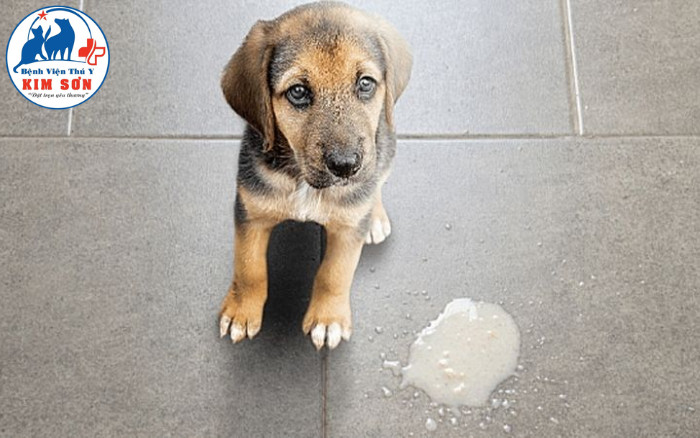 Chó bị Parvo nôn mửa dịch vàng do tổn thương tiêu hóa