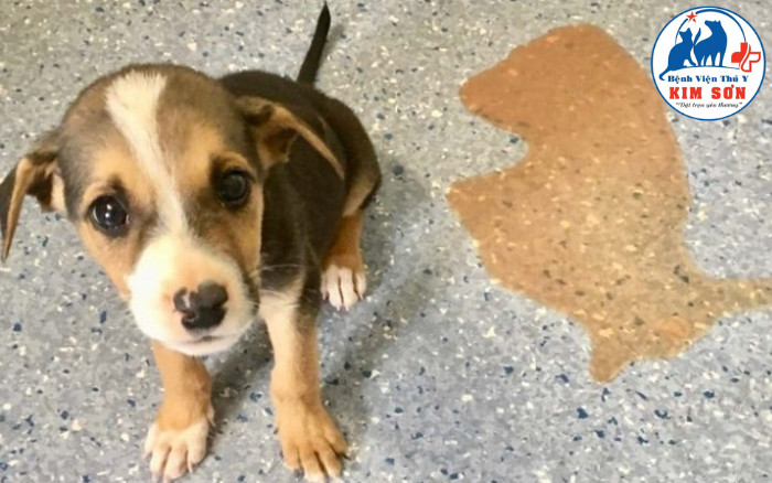 Chó bị suy nhược và yếu ớt ở giai đoạn cuối của bệnh Parvo