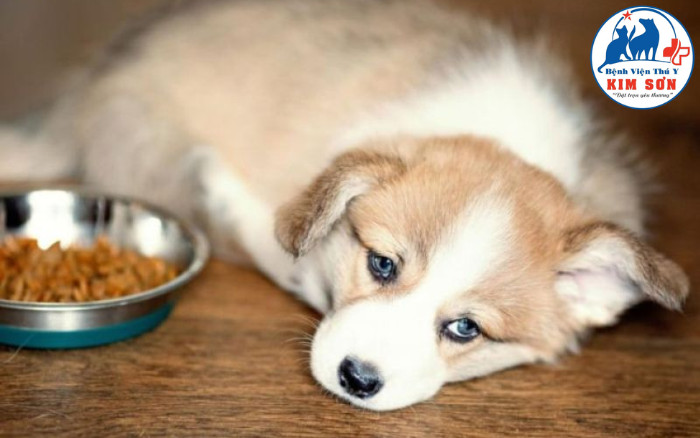 Chó con bị bệnh Parvo với ánh mắt lờ đờ