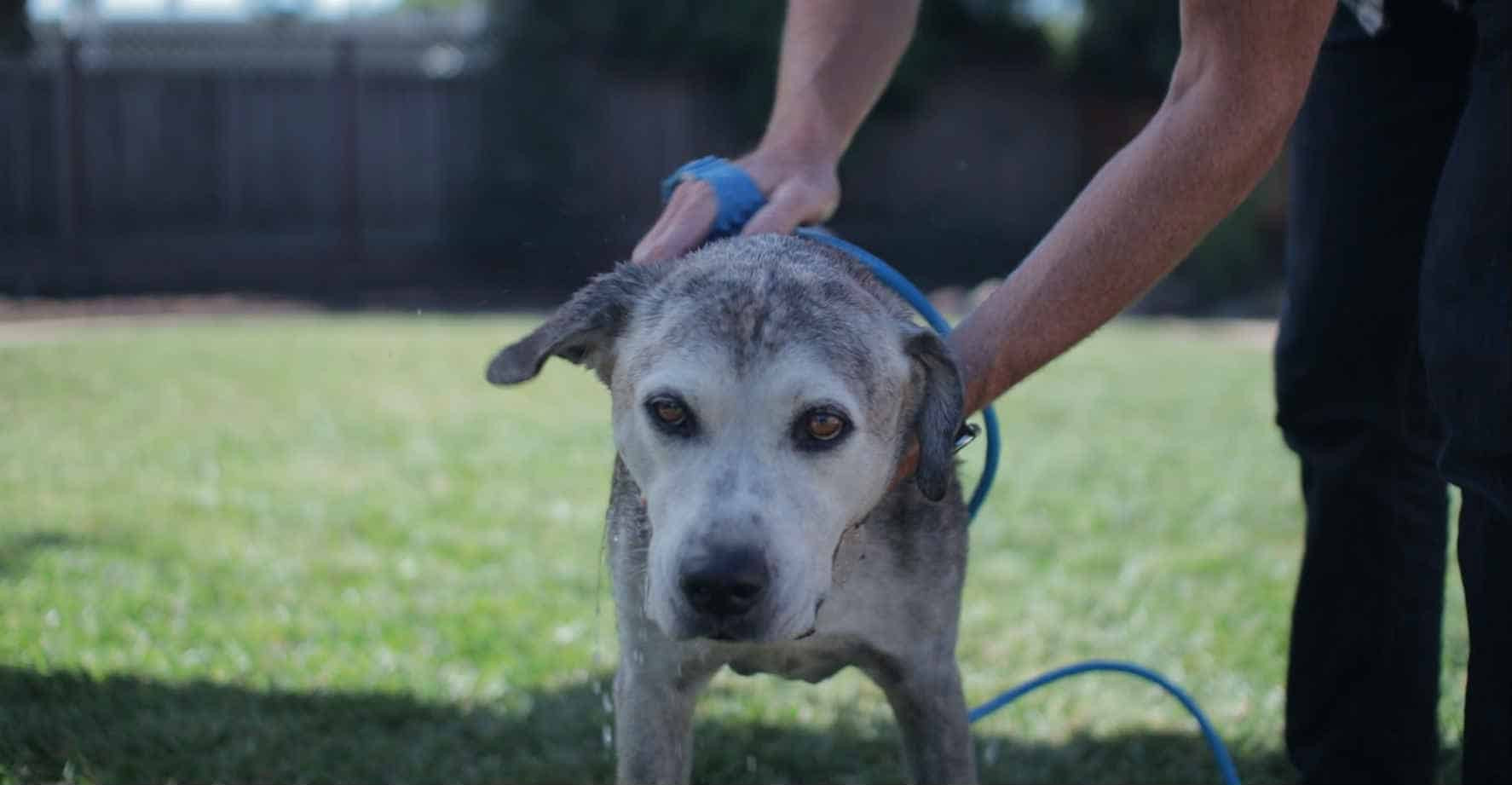 Tắm cho chó đúng cách là yếu tố quan trọng để đảm bảo sức khỏe toàn diện cho thú cưng