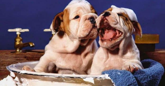 Chủ nuôi tắm cho chó đúng cách để đảm bảo vệ sinh và sức khỏe cho thú cưng