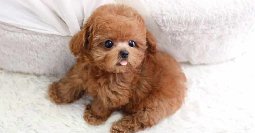 Hướng dẫn cách tắm cho chó Poodle lông xoăn