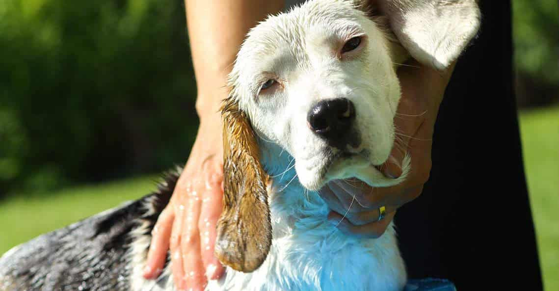 Tắm cho chó vào những ngày nắng ấm sẽ giúp lông khô nhanh hơn và đảm bảo sức khỏe thú cưng