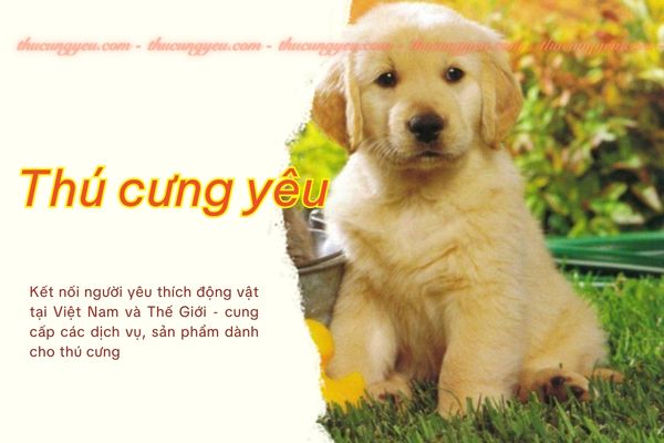thú cưng yêu ảnh thumbnail