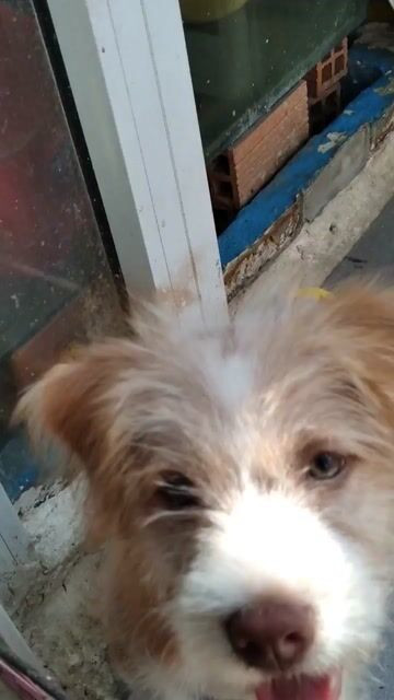 Chú chó Nhật lông xù màu nâu vàng trắng đang nhìn thẳng vào ống kính