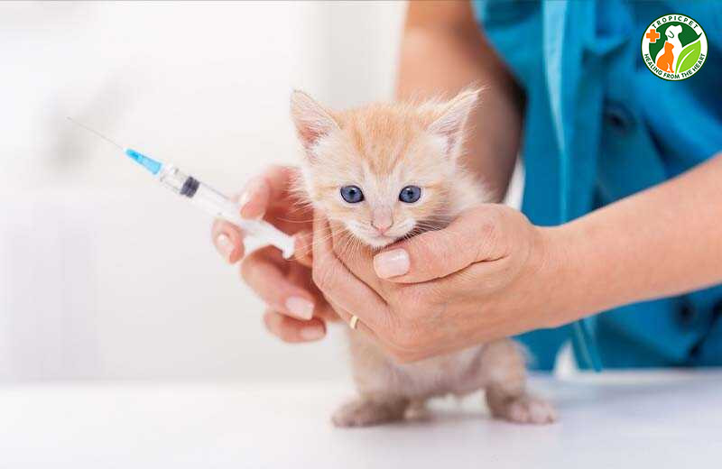 Hình ảnh bác sĩ thú y tiêm phòng cho mèo con, bảo vệ sức khỏe cho bé