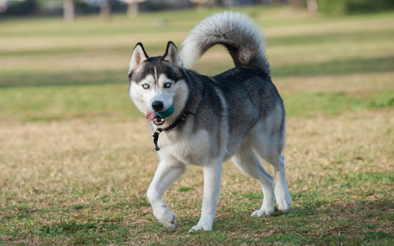 Chủ nhân đang dắt chó Husky đi dạo, minh họa cách nuôi