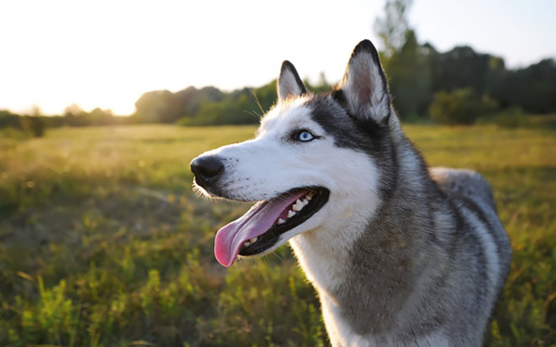 Chó Husky đang chạy nhảy vui vẻ trên bãi cỏ