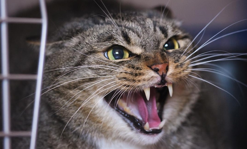 Mèo mắc bệnh dại thể cuồng có biểu hiện hung dữ và kích động.