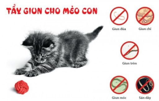 Mèo con được tẩy giun định kỳ