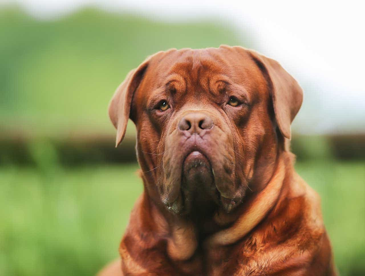 Cận cảnh gương mặt đặc trưng của chó Ngao Pháp Dogue de Bordeaux với nhiều nếp nhăn và màu lông nâu đậm