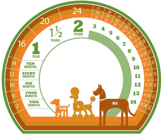 Đồ hình minh họa vòng đời của chó theo kích thước cơ thể, so sánh tuổi chó và tuổi người