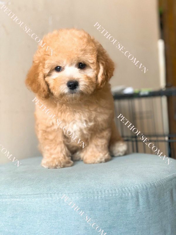 Chú chó Poodle với bộ lông xoăn đặc trưng, được cắt tỉa gọn gàng, mang vẻ đẹp sang trọng và không rụng lông