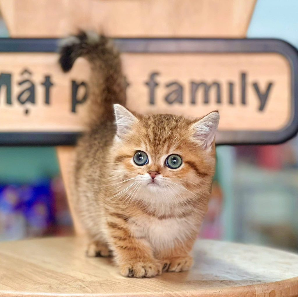 Mèo Golden Lùn với bộ lông vàng óng ả và đôi mắt xanh biếc