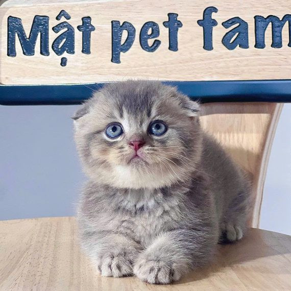 Mèo Tai Cụp với đôi mắt to tròn và bộ lông trắng tinh khôi