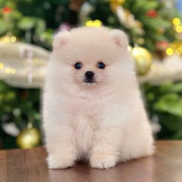 Phốc Sóc kem đực với bộ lông bồng bềnh và đôi mắt lanh lợi