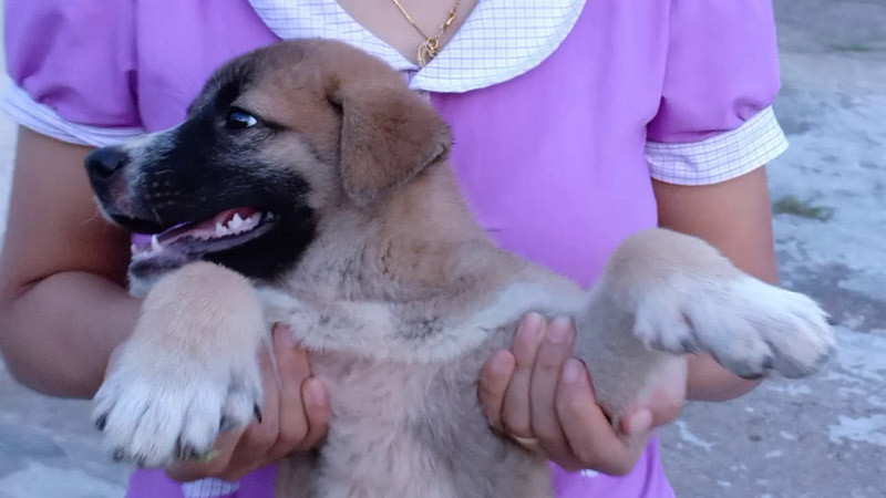 Chú chó bát long cẩu với 8 huyền đề trên chân