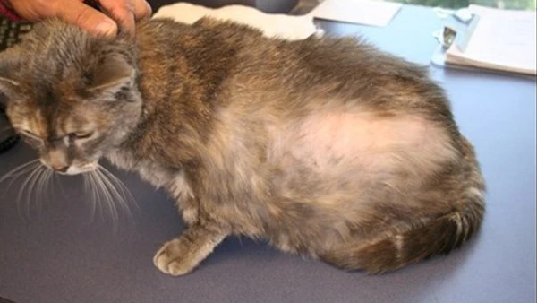 Chú mèo lông trắng đang rụng lông, cần được chăm sóc đặc biệt để cải thiện tình trạng