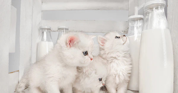 Một chú mèo con đang nhìn vào hộp sữa TH True Milk HILO