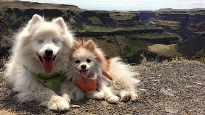 Bộ lông dày mượt của chó Phốc Sóc con