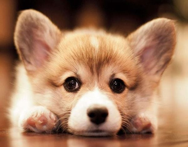 Chó Corgi Pembroke Welsh với đôi chân ngắn và vòng mông đáng yêu