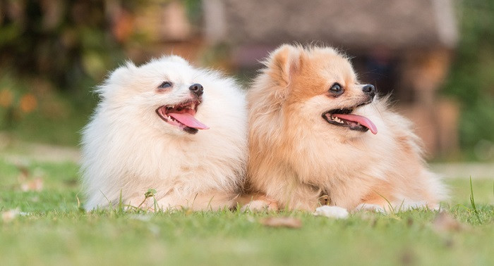 Chó Phốc Sóc đáng yêu đang chơi đùa