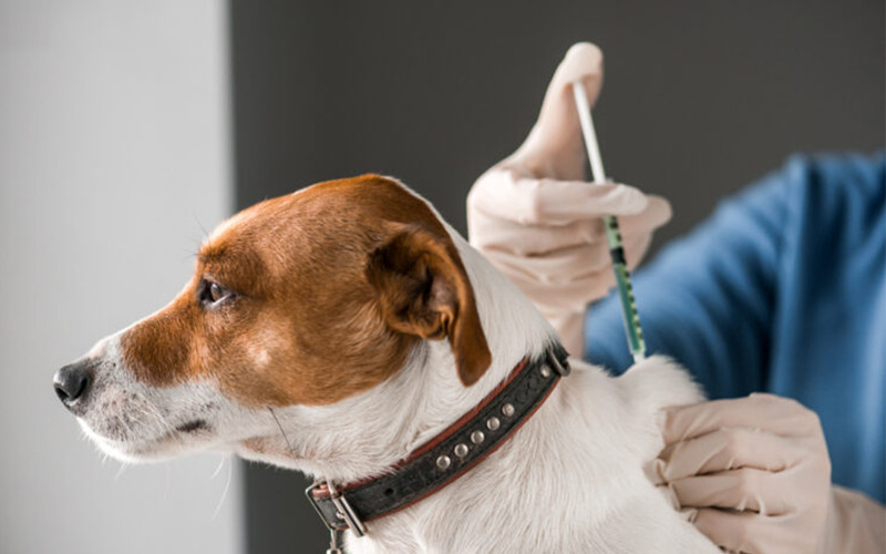 Tiêm phòng vắc xin phòng bệnh ngay từ khi còn nhỏ để tăng sức đề kháng