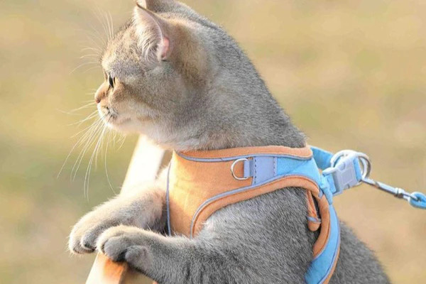 Chủ nhân đang dắt mèo cưng đi dạo trên đường với dây dắt màu đỏ