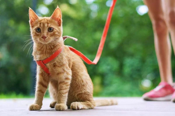 Chú mèo lông vàng đeo dây dắt đang khám phá môi trường tự nhiên ngoài trời