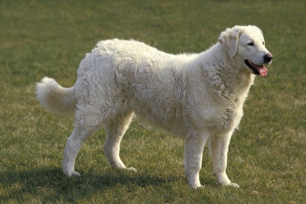 Kuvasz nổi bật với bộ lông trắng muốt mềm mại