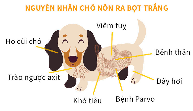 Có nhiều nguyên nhân gây cho chó bị nôn ra bọt trắng