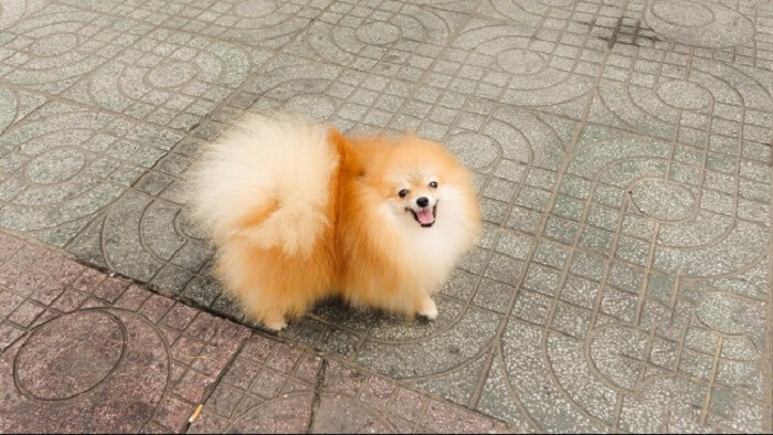 Chó Phốc Sóc chạy nhảy vui vẻ trên bãi cỏ