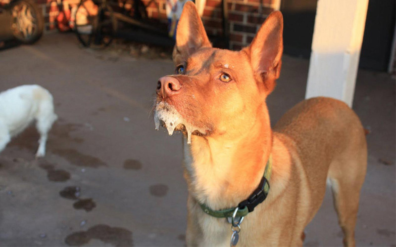 Chó bị đầy hơi có thể gây ra hiện tượng xoắn dạ dày ở chó